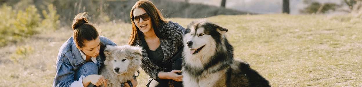 DogTrekker: Redefining Dog-Friendly Travel in California
